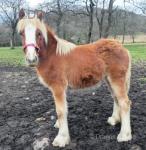 Nolith's Cherry Blossom, Filly Foal