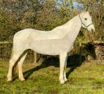 Silver, 16.2hh Irish Draft Riding Mare