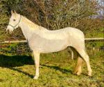Silver, 16.2hh Irish Draft Riding Mare