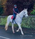 Silver, 16.2hh Irish Draft Riding Mare