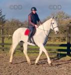 Silver, 16.2hh Irish Draft Riding Mare