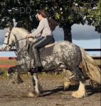 14.2hh Riding Stallion