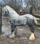 14.2hh Riding Stallion