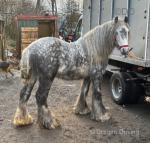 14.2hh Riding Stallion