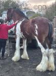 Duke, 16.3hh Clydesdale Stallion