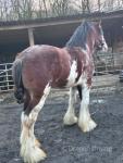 Duke, 16.3hh Clydesdale Stallion