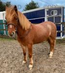 Jamie, 12hh Welsh Section A Riding Gelding 