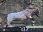 Jamie, 12hh Welsh Section A Riding Gelding 