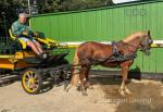 Felix, 13.2hh WPB Driving Gelding 