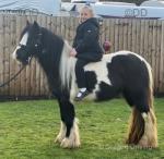 12hh Ride and Drive Mare
