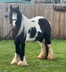 12hh Ride and Drive Mare