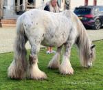 13.1hh Ride and Drive Gelding 