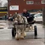 13.1hh Ride and Drive Gelding 