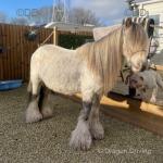 13.1hh Ride and Drive Gelding 