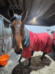 Charlie, 16.3hh Standardbred Ride and Drive Gelding