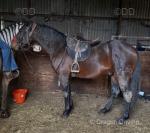 Merlin, 15hh Gelding 