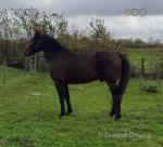 Merlin, 15hh Gelding 