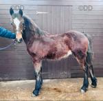 Welsh Section D Colt Foal