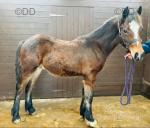 Welsh Section D Colt Foal