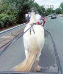 Chief, Driving Gelding