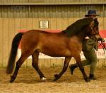 11.2hh Dartmoor Gelding