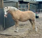 Cookie, 11.1hh Welsh Section A Mare