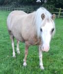 Cookie, 11.1hh Welsh Section A Mare