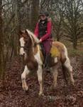 14hh Riding Gelding
