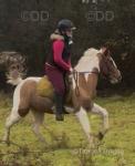 14hh Riding Gelding