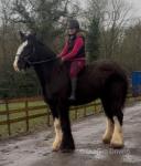17.3hh Riding Mare
