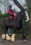 17.3hh Riding Mare
