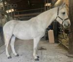 15.2hh Riding Mare