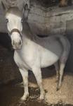 15.2hh Riding Mare
