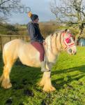 Ride & Drive Gelding