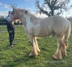 Ride & Drive Gelding