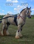 Ride & Drive Gelding