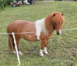 7hh Shetland Driving Mare