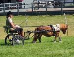 7hh Shetland Driving Mare