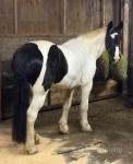 Domino, 16hh Riding Gelding