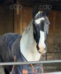 Domino, 16hh Riding Gelding