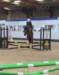 Bow, 14.1hh Ride & Drive Mare