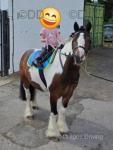 Buddy, 12.1hh Riding Gelding