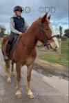 Duckie, 15.2hh Riding Mare