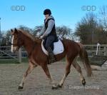 Duckie, 15.2hh Riding Mare