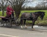13.2hh Driving Gelding