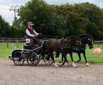 13.2hh Driving Gelding