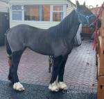 14hh Ride & Drive Mare