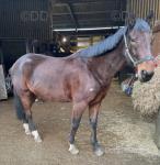 16hh Gelding