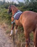 Deio, Gelding
