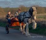 Rocco, 14.3hh Ride & Drive Stallion